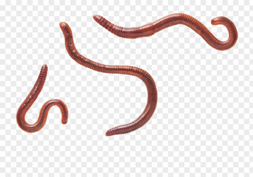 Worms Earthworm Eisenia Fetida Gapeworm Reptile PNG