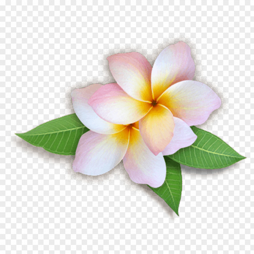 Clip Art Desktop Wallpaper Flower Image PNG