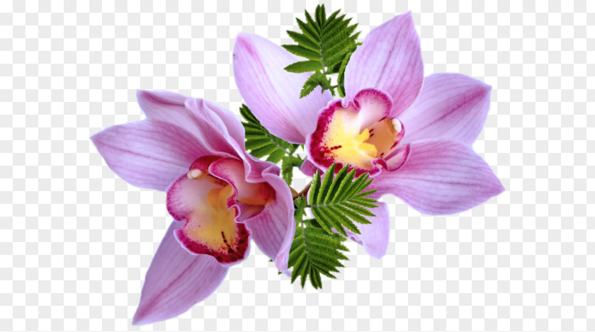 Flower Clip Art Bouquet Adobe Photoshop PNG