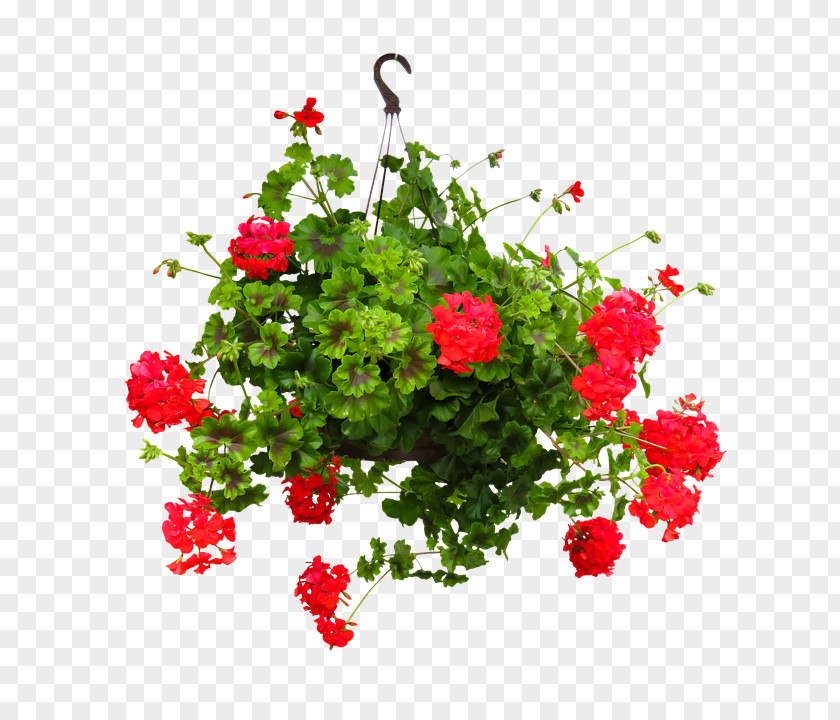 Flower Hanging Garden Roses Basket Cut Flowers Flowerpot PNG