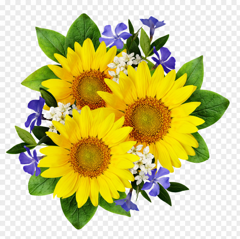 Sunflower Common Stock Photography Flower Bouquet PNG