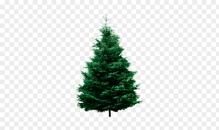 Tree Pine Conifers Fir Evergreen PNG