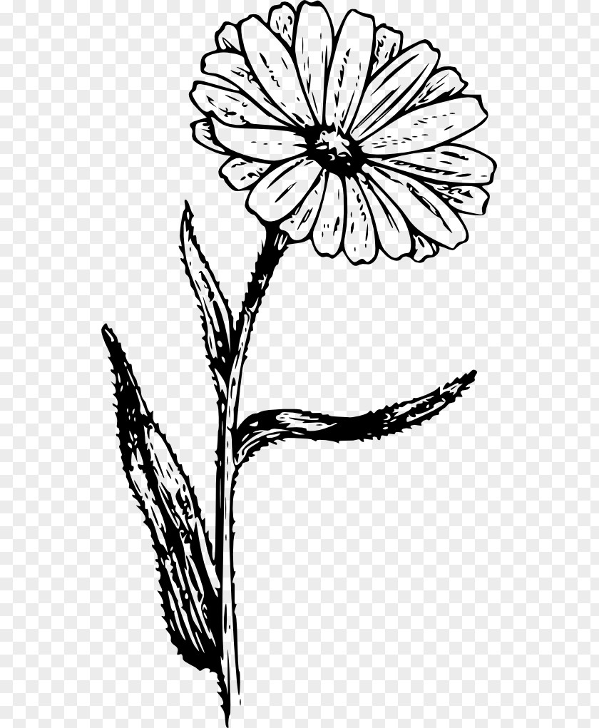 Aster Drawing Flower Coloring Book Sketch PNG