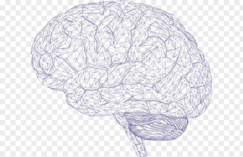 Brain Human Cerebrum Polygon Mesh PNG