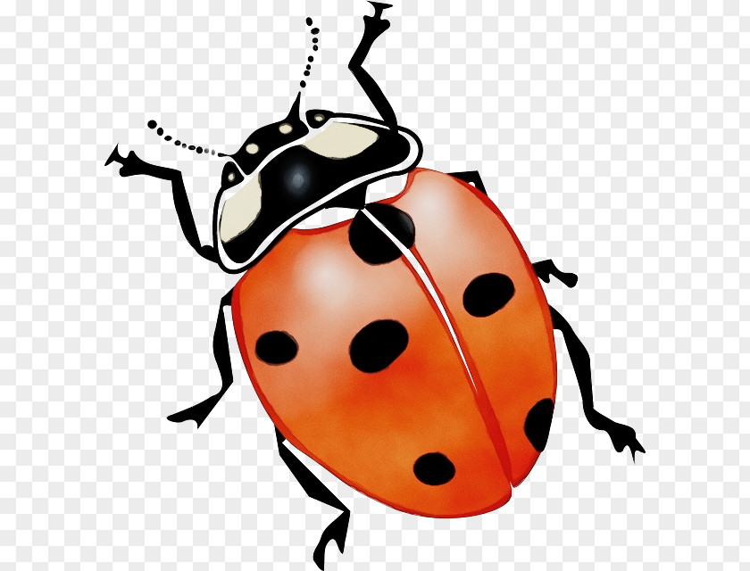 Leaf Beetle Ladybug Watercolor PNG