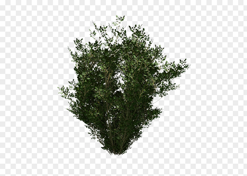 Leaf Evergreen Shrub PNG