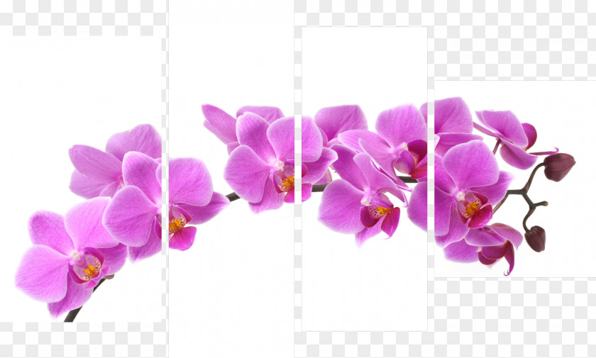 Orched Moth Orchids Cut Flowers Violaceae PNG