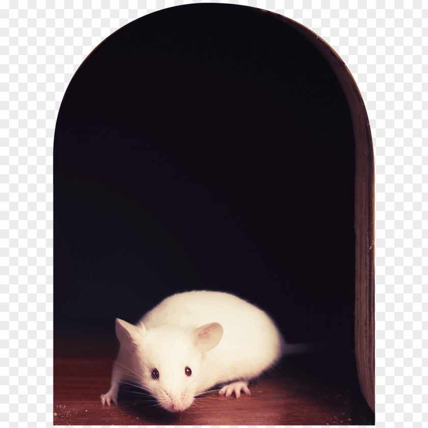 Rat Trompe-l'œil Sticker Wall Decal PNG