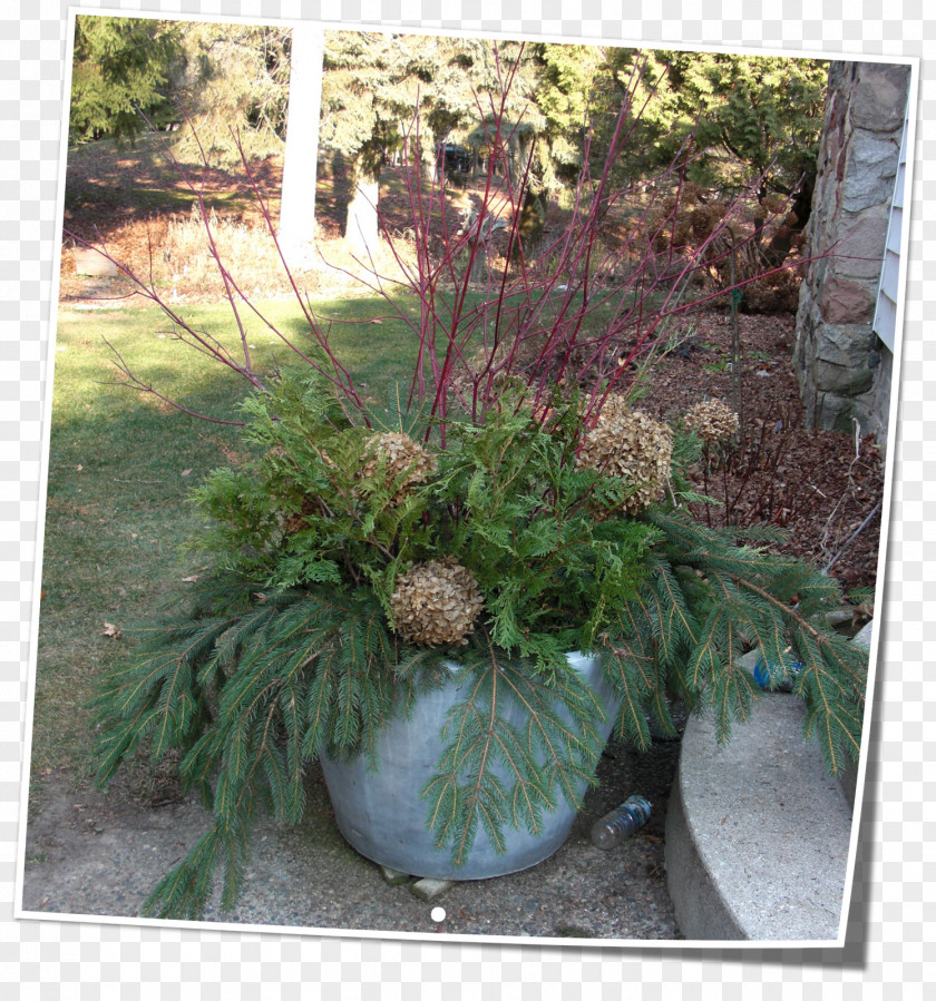 Tree Flowerpot Landscape Houseplant PNG