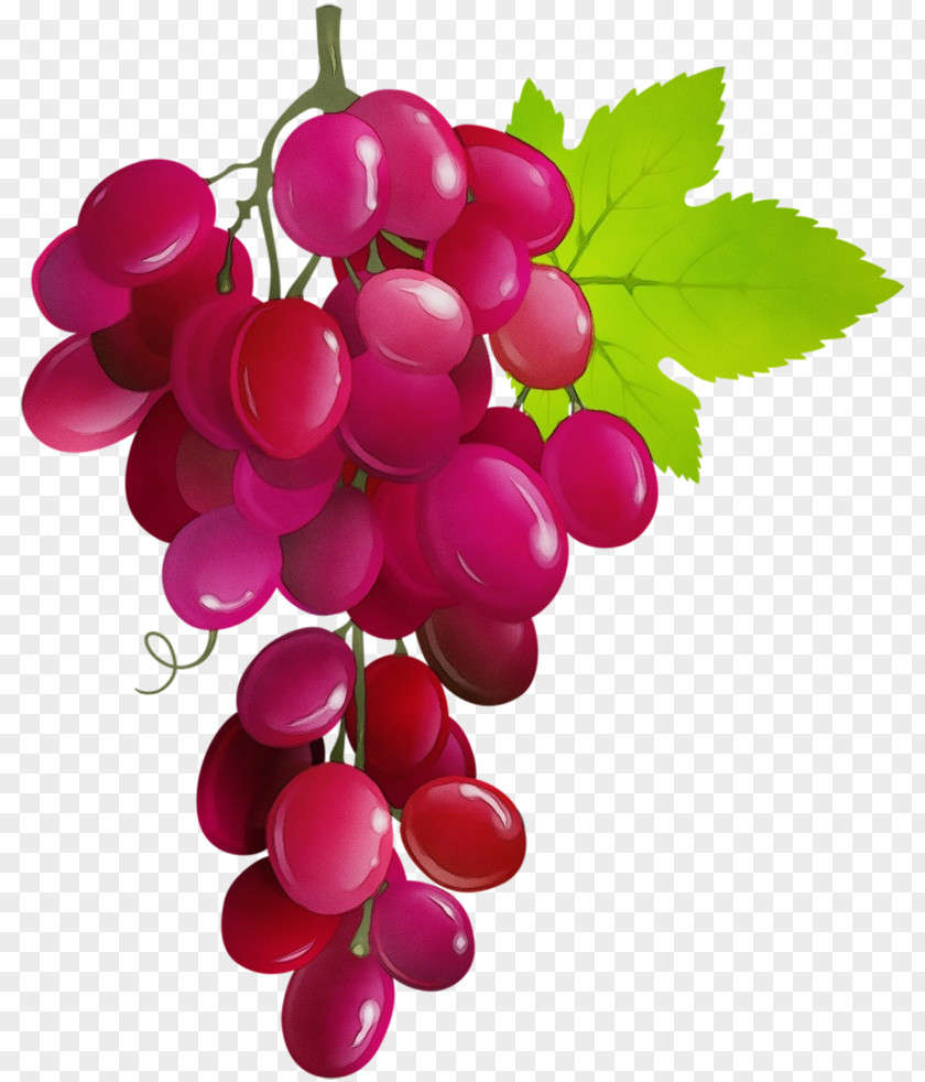Zante Currant Grape Plant Natural Food Grapevines PNG
