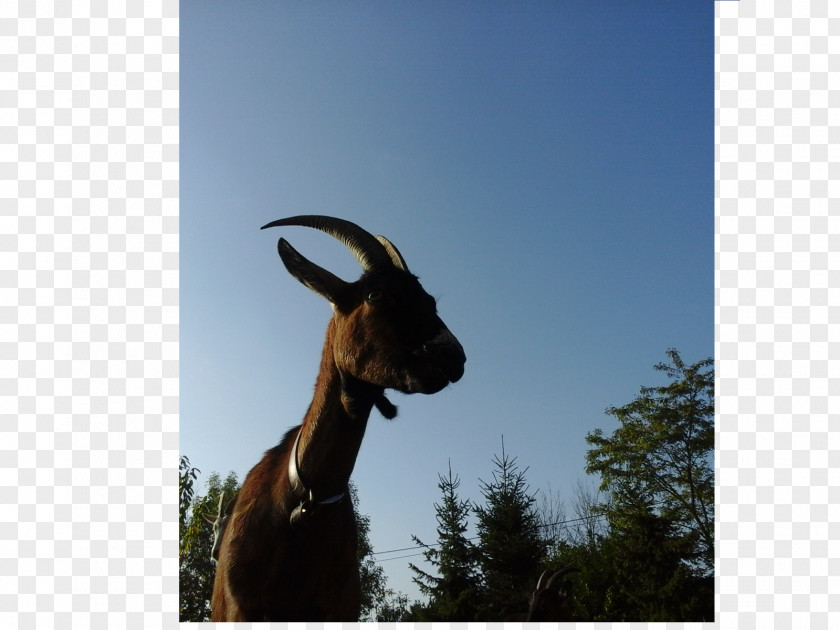 Goat Cattle Mammal Stock Photography PNG
