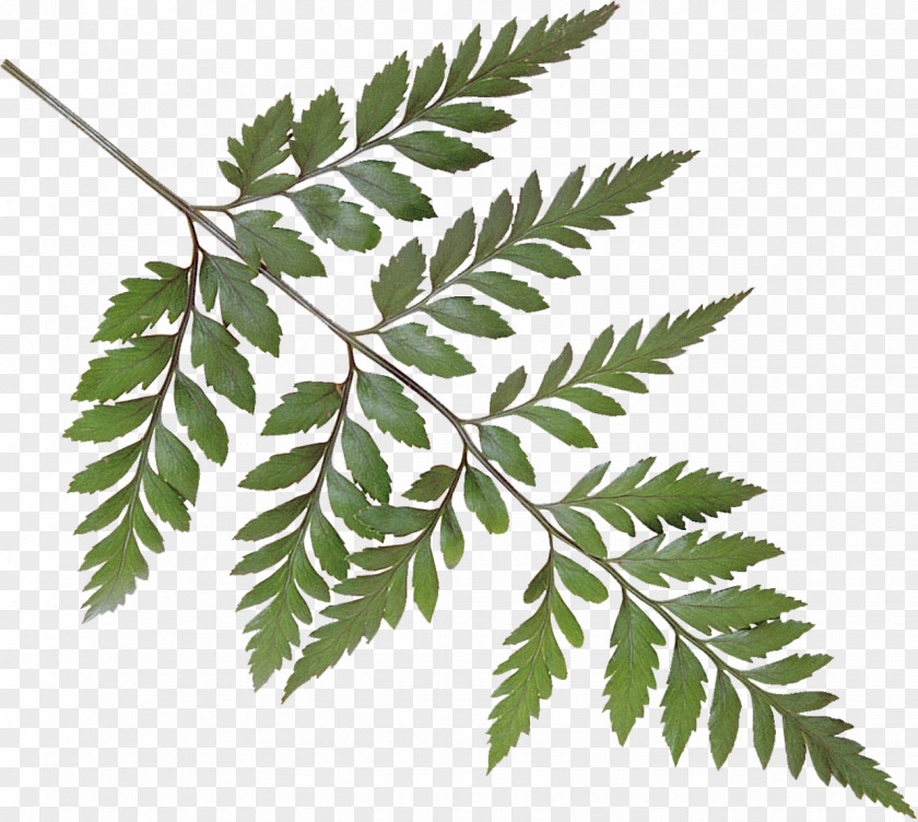 Leaves Vector Leaf Tree Clip Art PNG