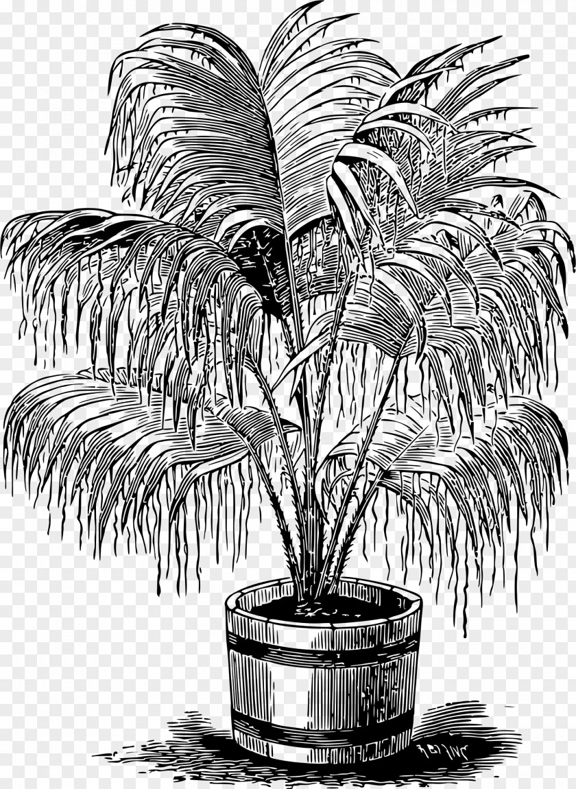Palms Arecaceae Monochrome Photography Woody Plant Drawing PNG