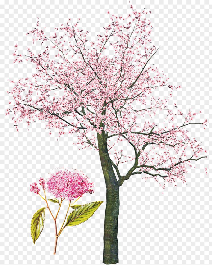 Pink Cherry Tree Spring Clip Art PNG