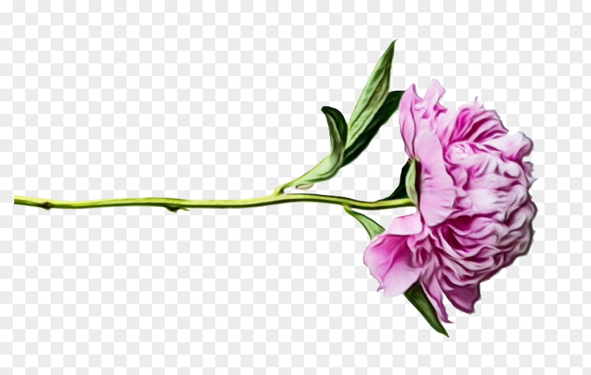 Plant Stem Lisianthus Flower Flowering Cut Flowers Pink PNG