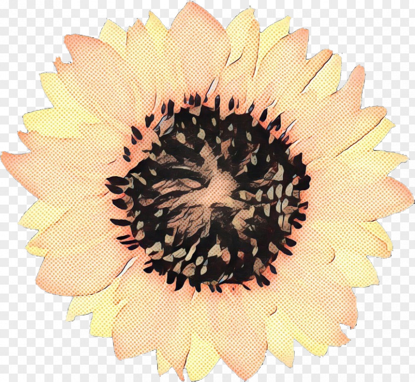 Wildflower Sunflower Seed Beige Flower PNG