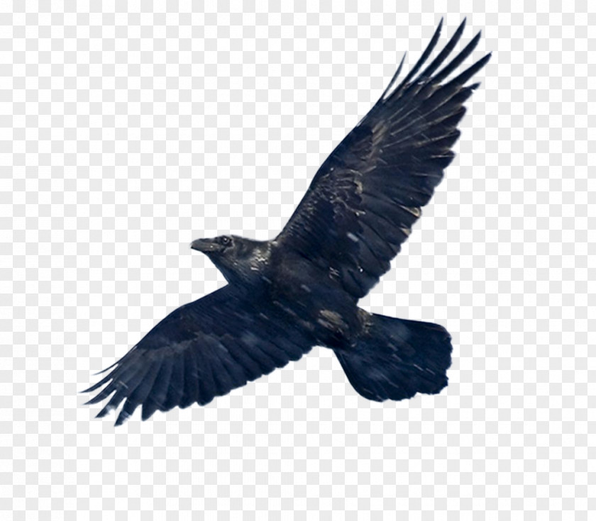 Black Common Raven Libra Zodiac Astrological Sign Horoscope PNG