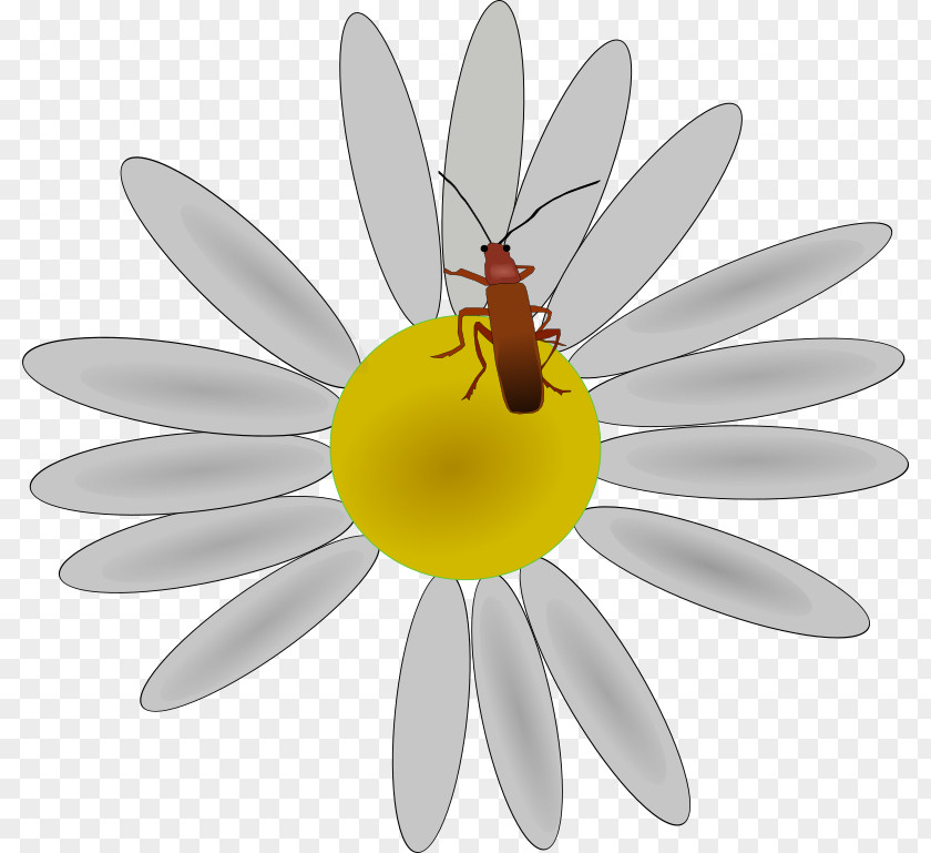 Bugs Flower Insect Petal Clip Art PNG