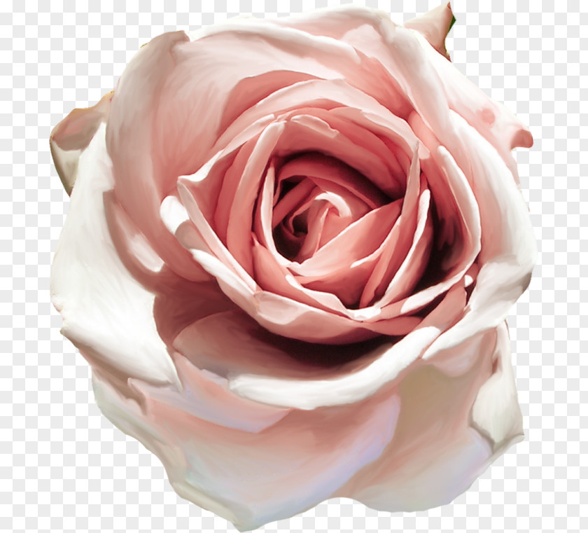 бежевые цветы Garden Roses Cabbage Rose Floribunda Petal Cut Flowers PNG