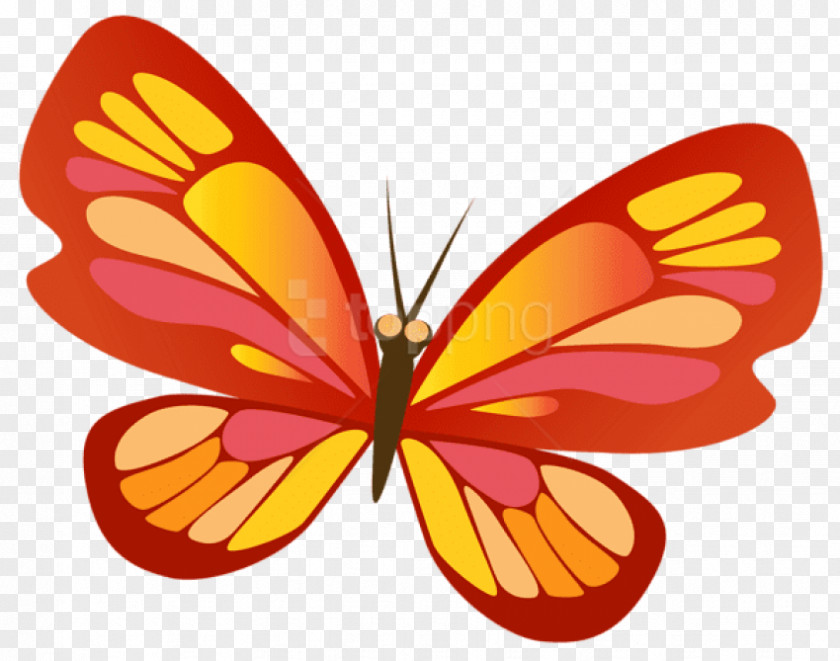 Insect Monarch Butterfly Clip Art Weed PNG