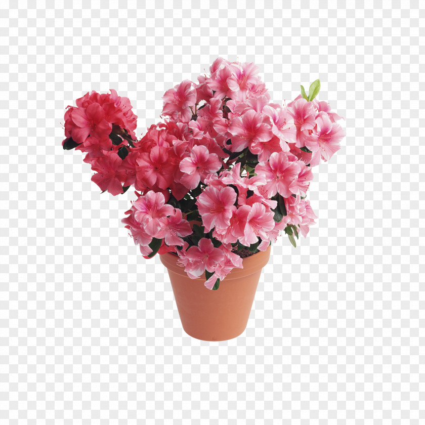 Plant Azalea Houseplant Rhododendron Amaryllis PNG