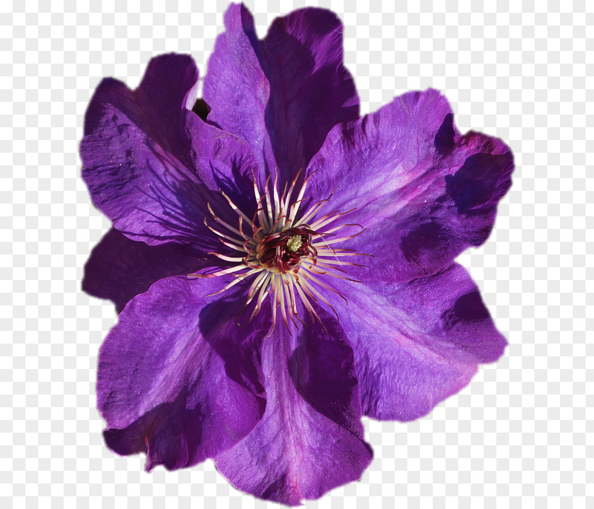 Violet Leather Flower Image Purple PNG