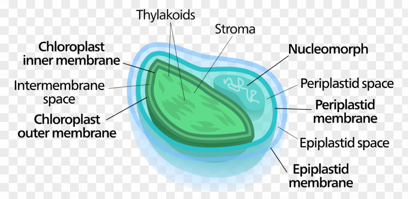 Chlorarachniophyte Nucleomorph Green Algae Endosymbiont Chloroplast PNG