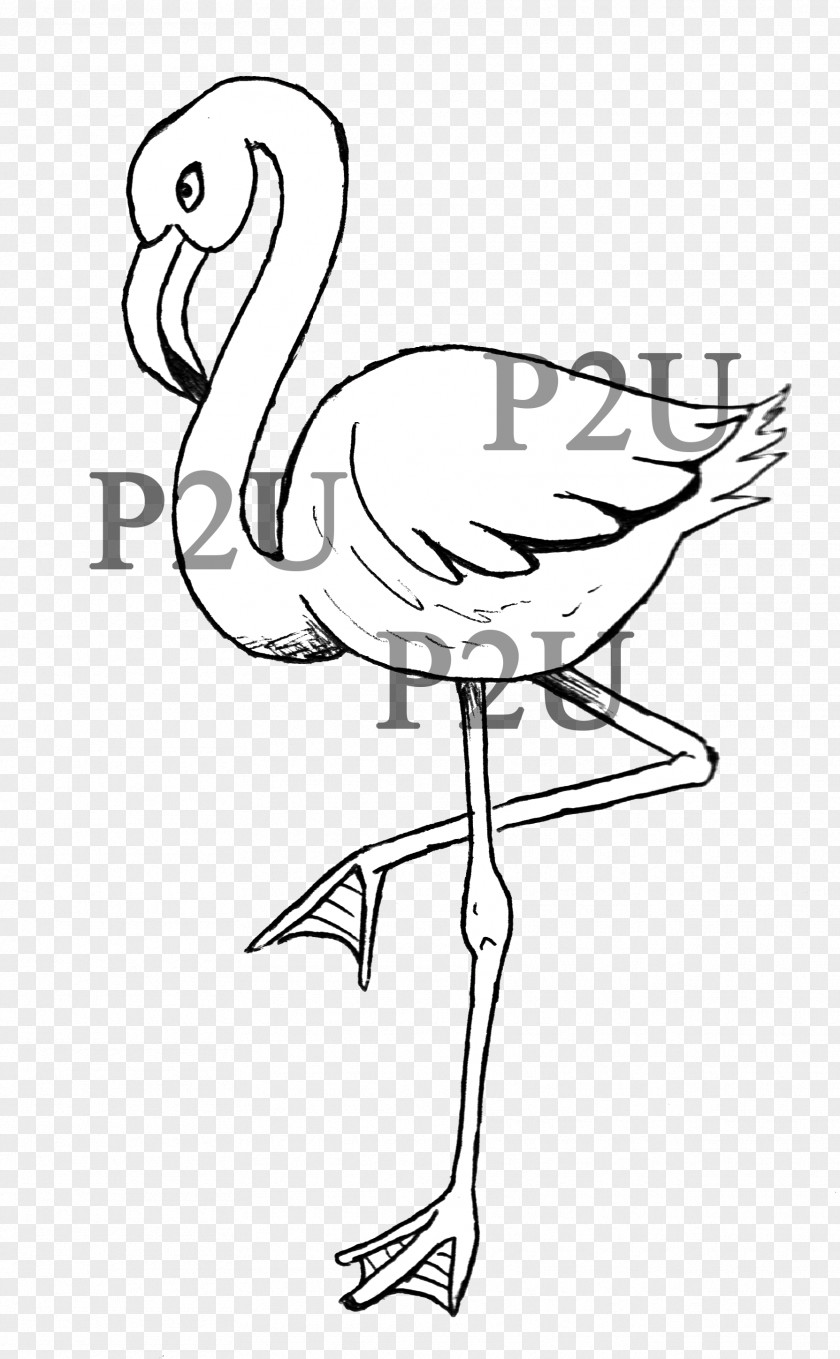 Flamingo Line Art Drawing Cartoon Clip PNG
