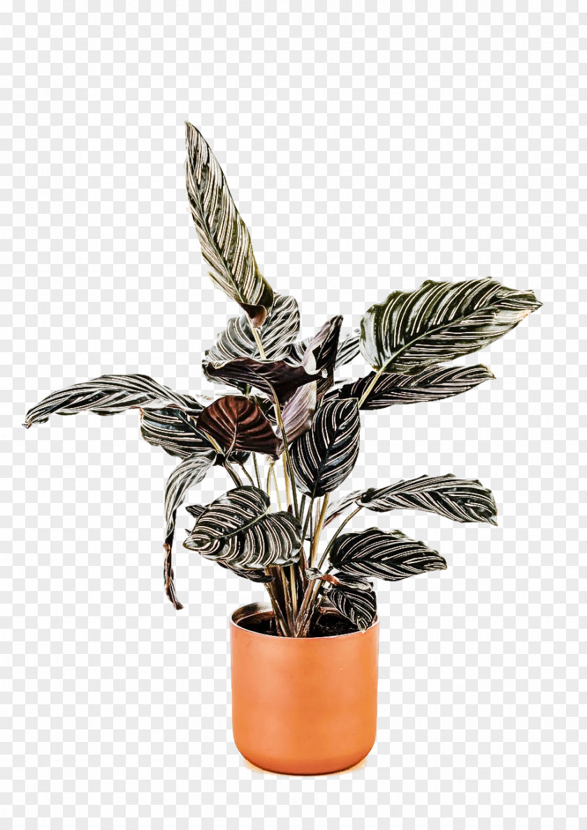 Houseplant Flower Flowerpot Plant Leaf PNG