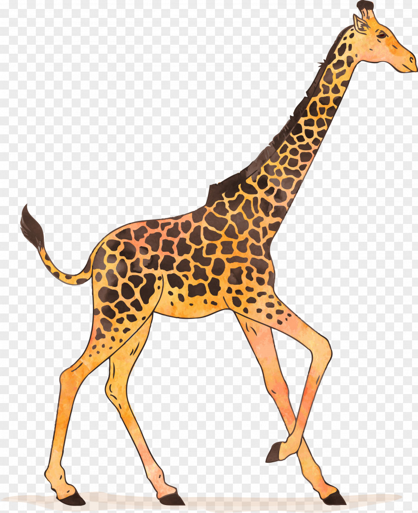 Vector Giraffe Watercolor Painting Drawing Illustration PNG