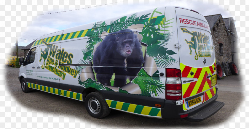 Apes And Monkeys Compact Car Motor Vehicle Transport Snout PNG