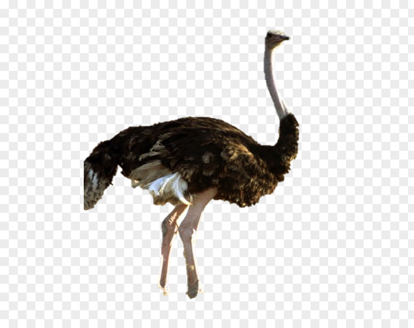 Bird Common Ostrich Flightless PNG