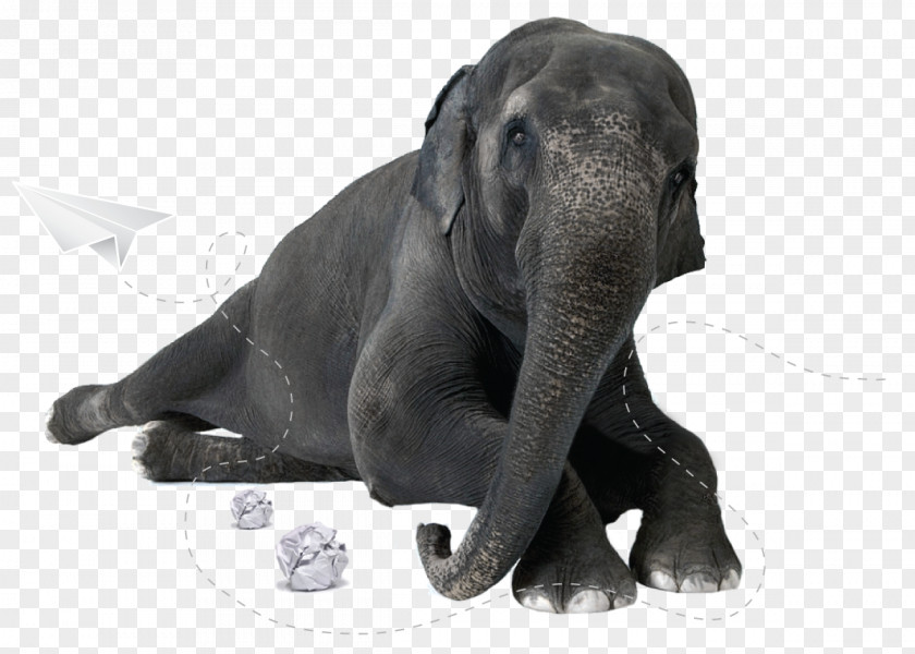 Business Stock Photography Elephantidae PNG