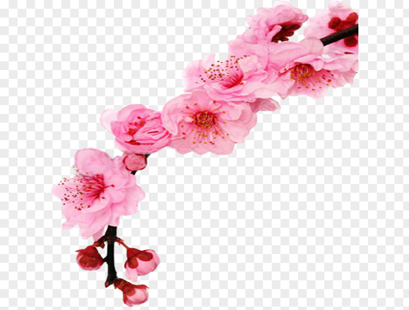 Cherry Blossom Floral Design Flower Royalty-free PNG