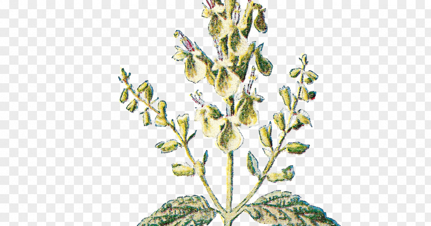 Flower Twig Botany Plant Botanical Illustration PNG