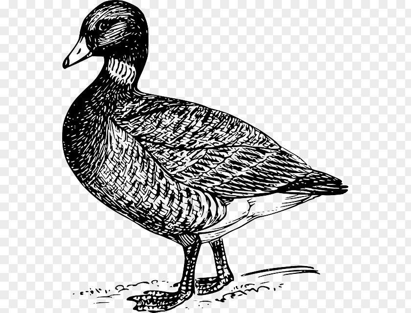 Goose Bird Duck Cygnini Drawing PNG