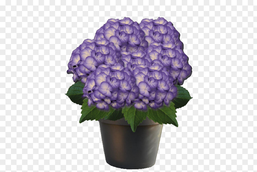 Hydrangea French Plant Violet Pink Cut Flowers PNG
