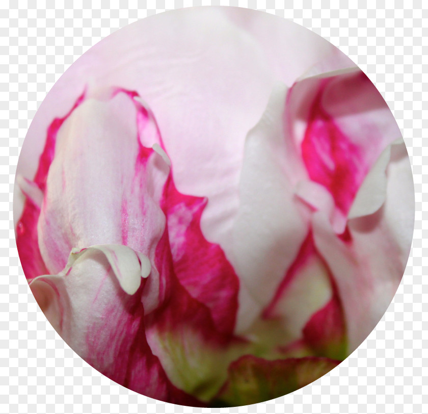 Peony Cabbage Rose Garden Roses Petal PNG