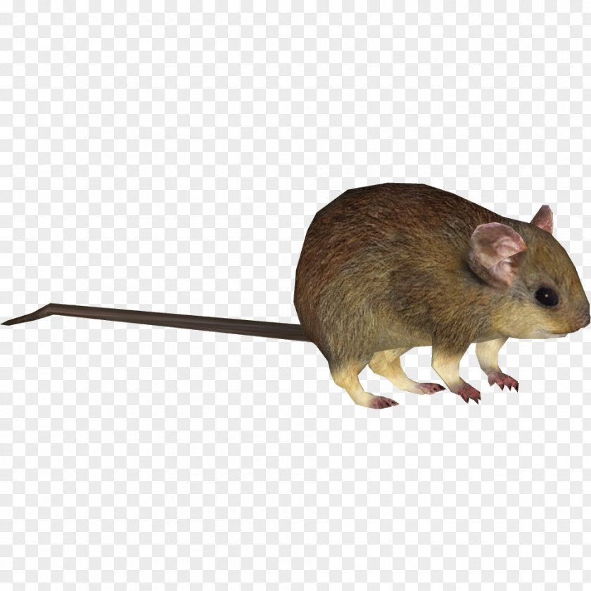 Rat Gerbil Greater Stick-nest Lesser Rodent PNG
