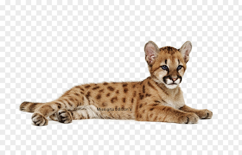 Animals Leopard Cheetah Animal PNG