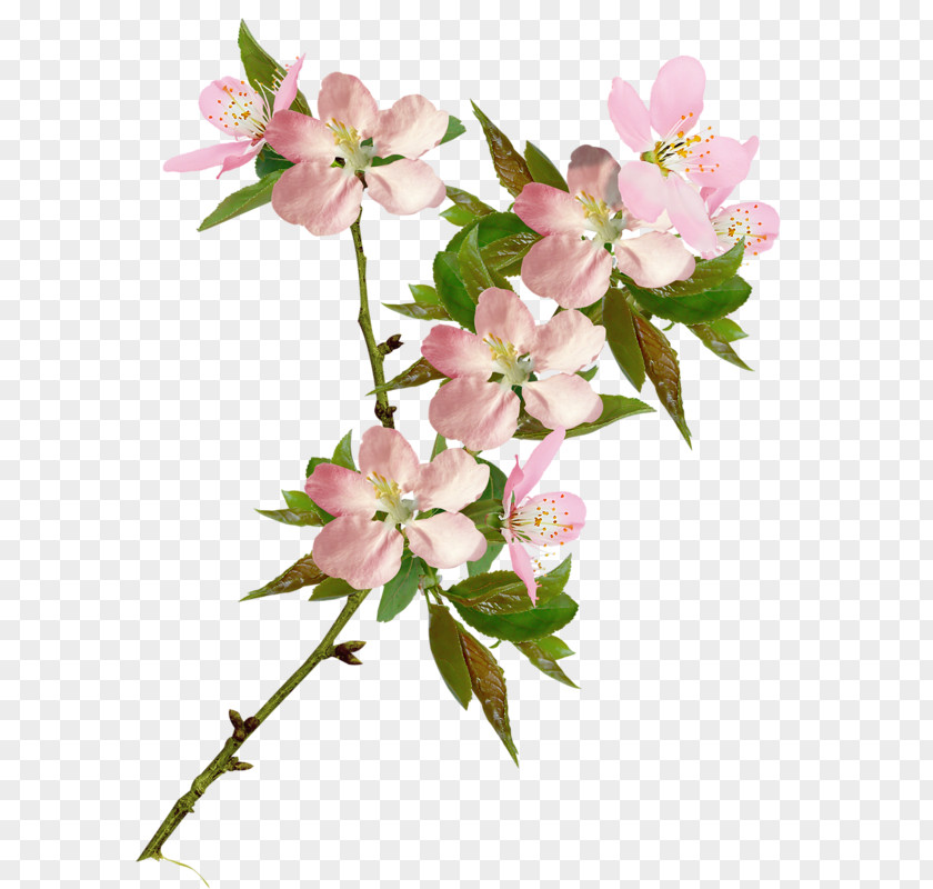 Cherry Blossom Clip Art Flower PNG