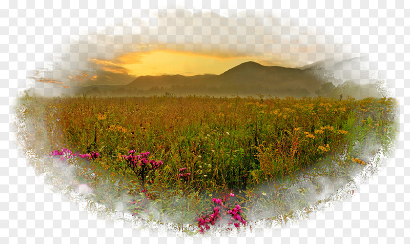 Computer Desktop Wallpaper Kolej Tuanku Ja'afar Morning Meadow PNG