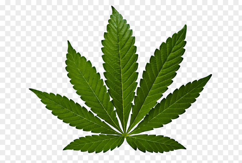 Effects Marijuana Cannabis Sativa Hemp Leaf PNG