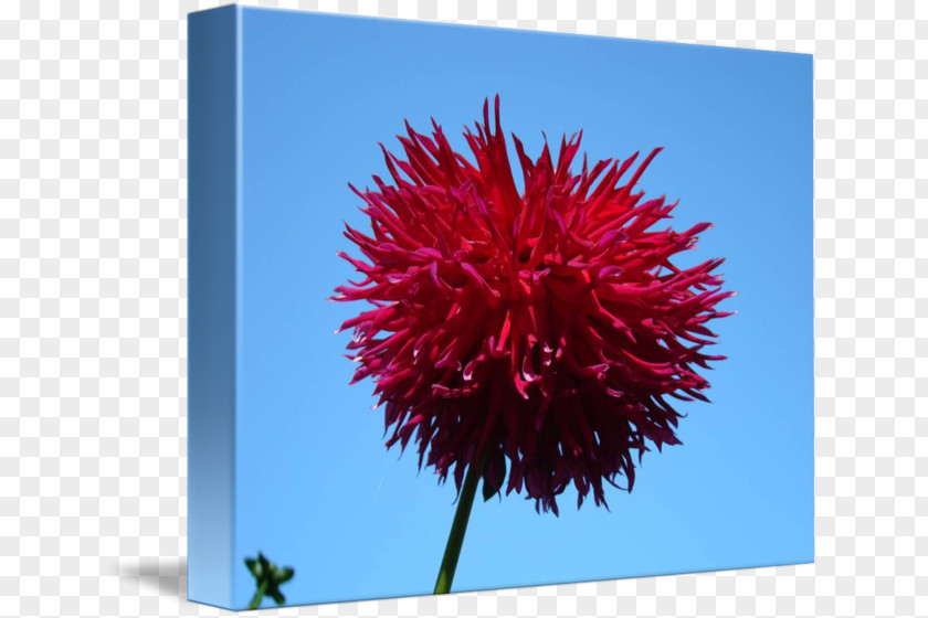 Flower Posters Dahlia Petal Garden Violet PNG