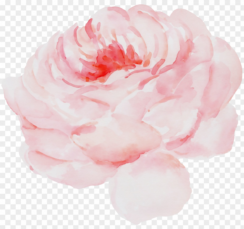 Garden Roses PNG