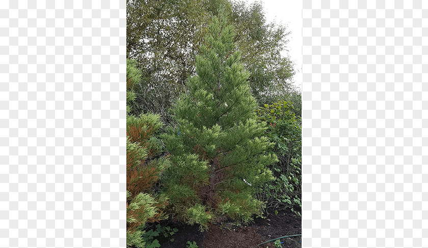 Giant Sequoia Spruce Pine Larch Fir Tree PNG