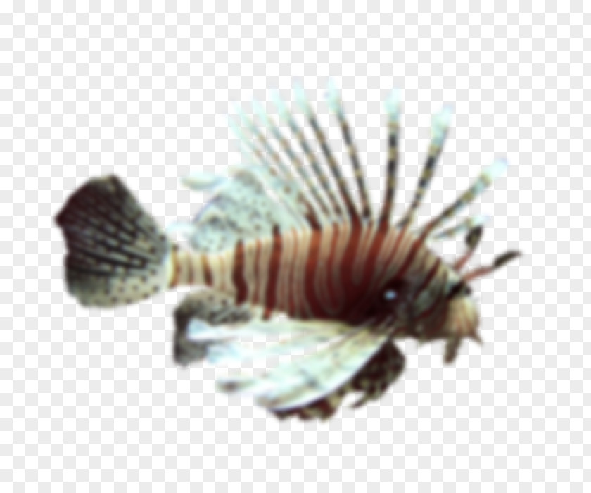 Lion Fish Invertebrate .cf PNG