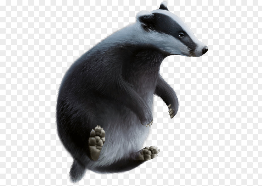 Viverrids Badger Fur Whiskers Snout PNG