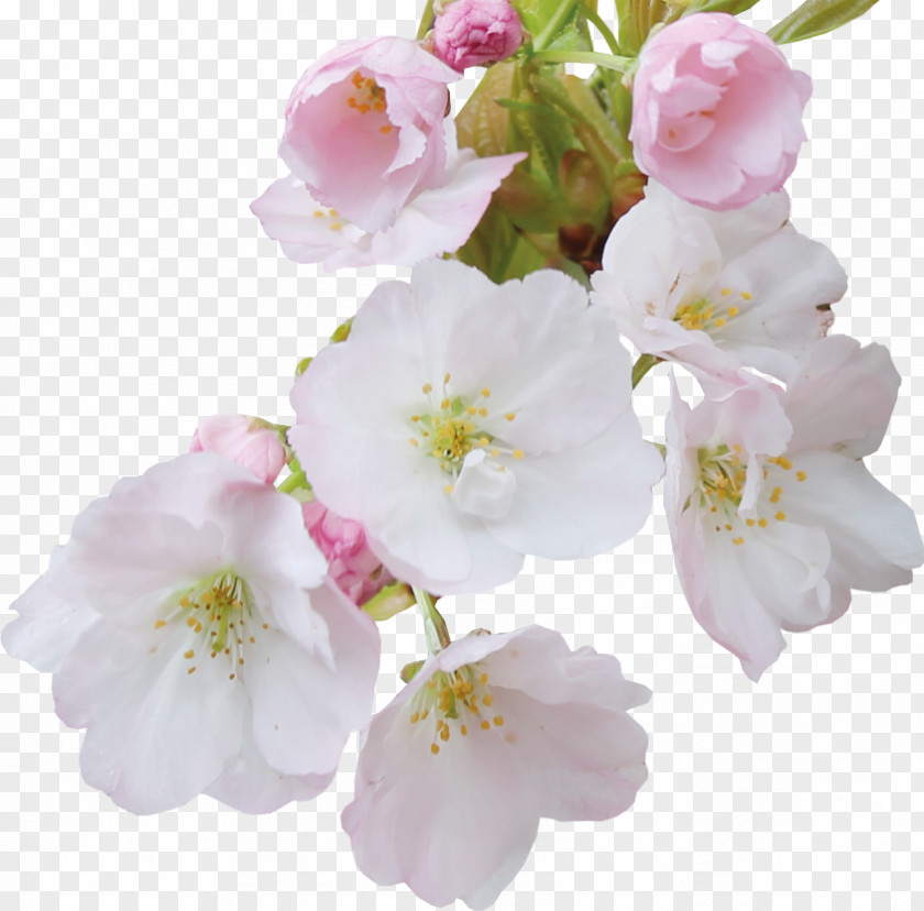 Cherry Blossom Cerasus Flower Petal PNG
