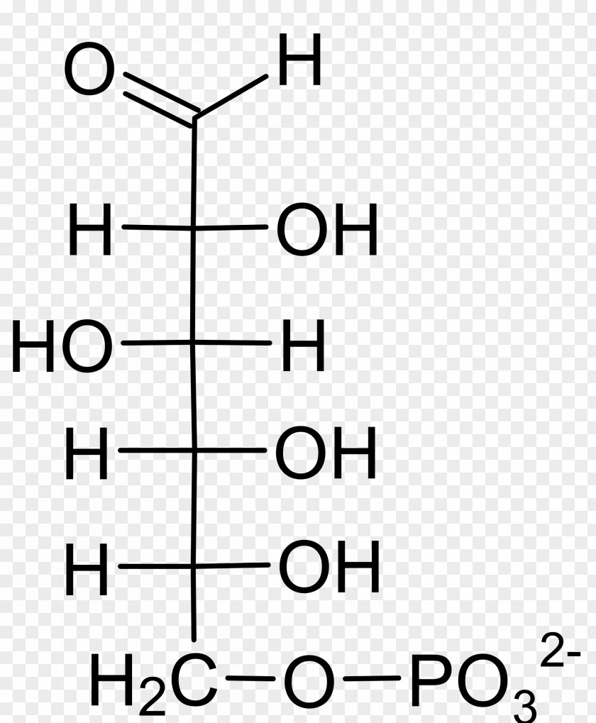 Glucose 6-phosphate 1-phosphate Galactose-1-phosphate Uridylyltransferase Glucose-6-phosphate Dehydrogenase PNG